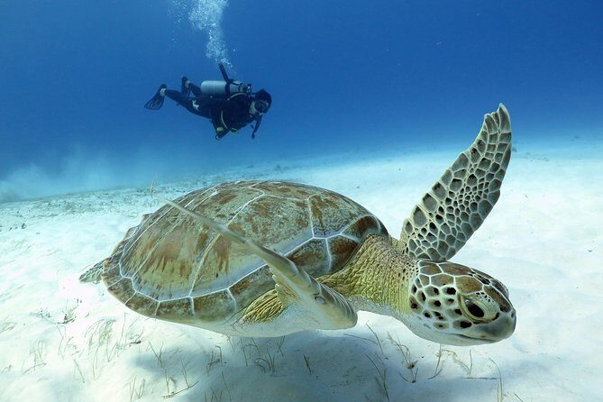2-Tank Morning or Afternoon Dives in Playa del Carmen certified Divers Only - What You Can Expect from the Playa del Carmen 2-Tank Dives