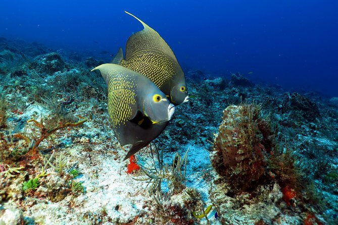 2-Tank Morning or Afternoon Dives in Playa del Carmen certified Divers Only - The Sum Up: Is It Worth It?