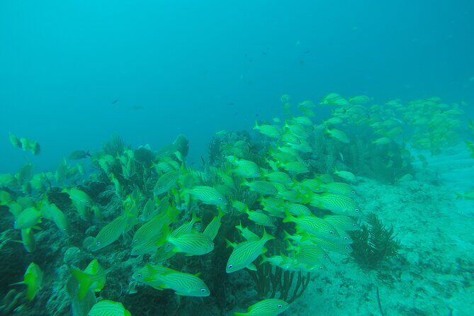 2 Tank Reef Dive in Mexico - What to Expect from Your Reef Dives
