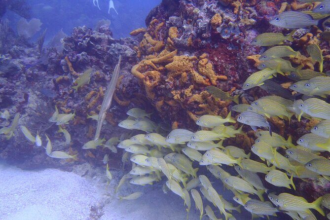 2 Tank Reef Dive in Mexico - The Sum Up
