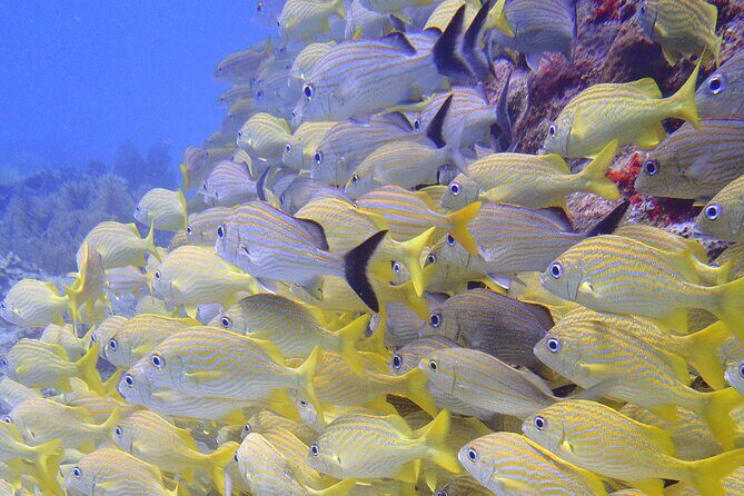 2 Tank Reef Dive in Mexico - FAQ