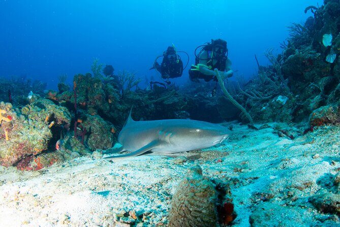 2-Tank Scuba Boat Trip in World-Class Sites @ Copamarina - Key Points