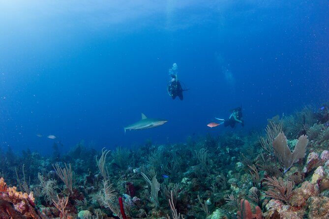 2-Tank Scuba Boat Trip in World-Class Sites @ Copamarina - Final Thoughts