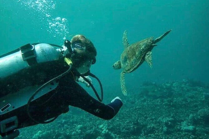 2 Tank Shore Dive at Sea Turtle Cove - A Practical Dive Into the Experience