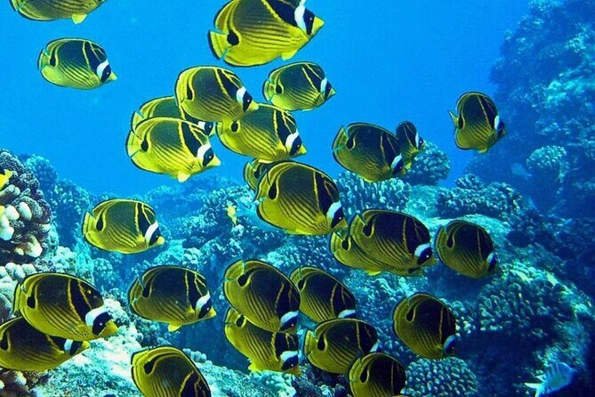2 Tank Shore Dive at Sea Turtle Cove - What to Keep in Mind