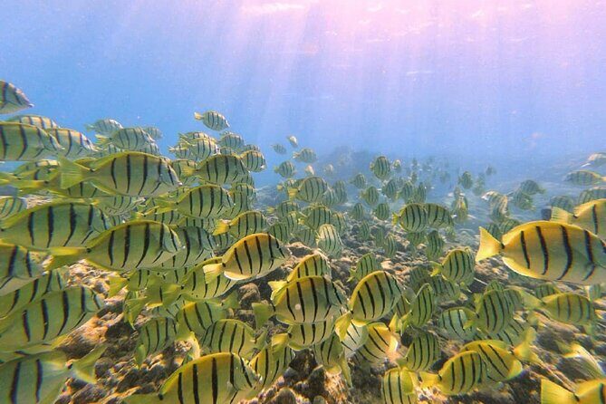 2 Tank Shore Dive at Sea Turtle Cove - Authentic Reviews and Real Experiences