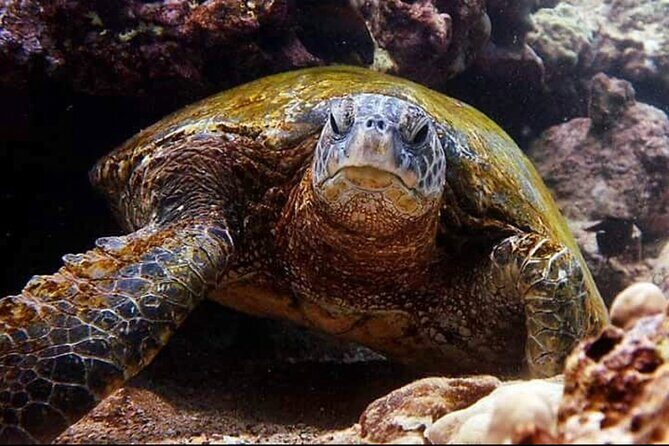 2 Tank Shore Dive at Sea Turtle Cove - Final Thoughts