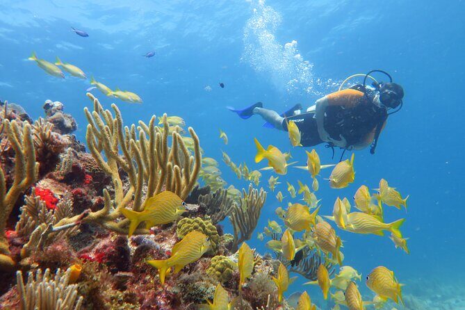 2 Tanks Dives Cancun Underwater Museum for Certified Divers - Who Would Love This Tour?