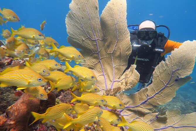 2 Tanks Dives Cancun Underwater Museum for Certified Divers - Final Thoughts