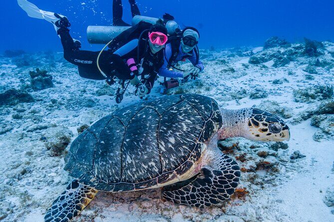 2 Tanks dives for Certified Divers in Cozumel - Practical Details and How They Affect Your Experience