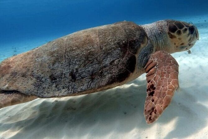 2 tanks for certified divers - Why Choose a 2-Tank Dive Tour in Cozumel?