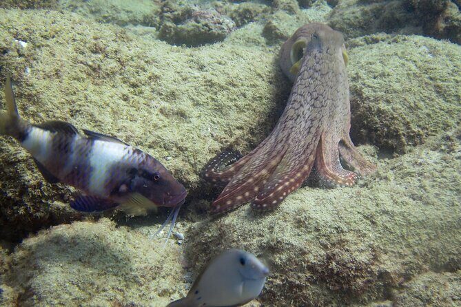 2 Tanks Scuba Dive Kaua'i from a Boat - Practical Tips for Participants