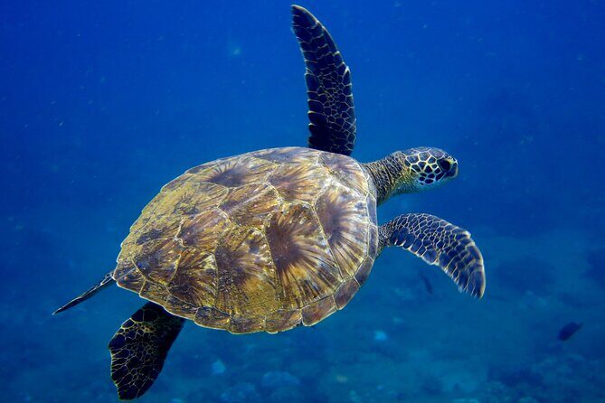 2 Tanks Scuba Dive Kaua'i from a Boat - The Sum Up: Is This Tour Right for You?