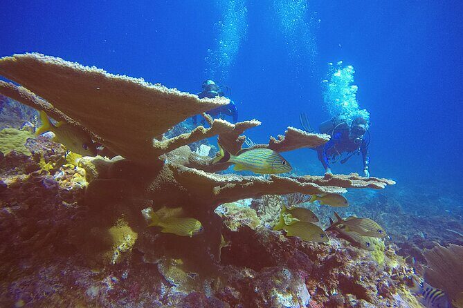 2 Tanks Scuba Diving in Punta Cancun Reefs for Certified Divers - Final Thoughts