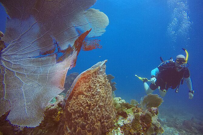 2 Tanks Scuba Diving Wreck and Reef in Cancun for Certified Divers - Authentic Experiences and Real Insights