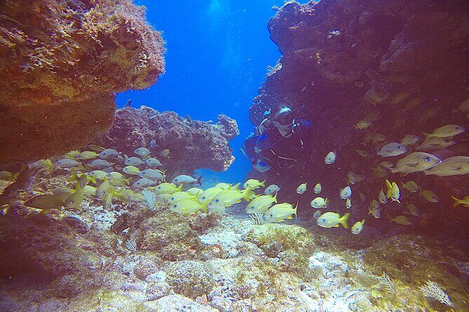 2 Tanks Scuba Diving Wreck and Reef in Cancun for Certified Divers - FAQ