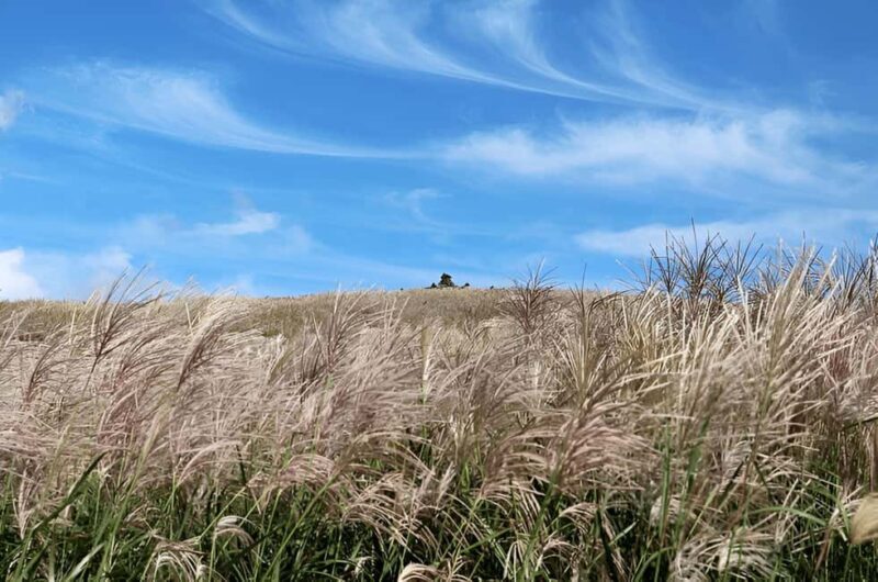 2025 Jeju Autumn Tour with Pink Muhly Festival Hotel pickup - Key Points