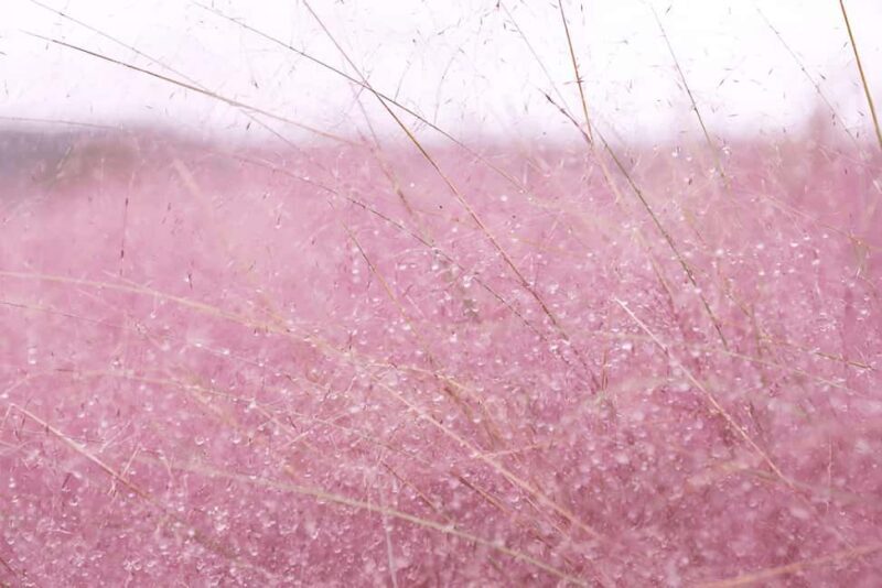 2025 Jeju Autumn Tour with Pink Muhly Festival Hotel pickup - The Impact of Weather and Flexibility