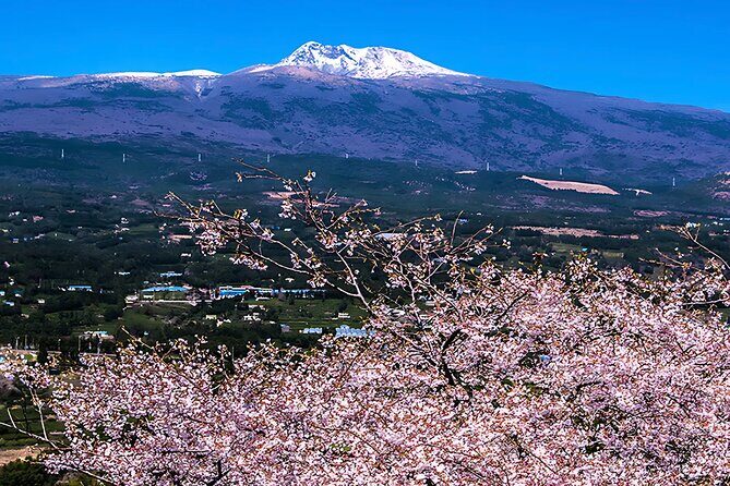 2025 JEJU Cherry Blossom West&South Full Day Tour with UNESCO - Practical Aspects and Value