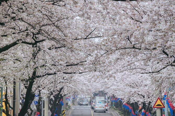 2025 JEJU Cherry Blossom West&South Full Day Tour with UNESCO - FAQ