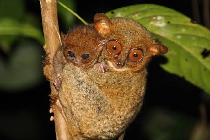 2025 Tarsier, Waterfalls & Chocolate Hills Tour - What to Expect on the Tour