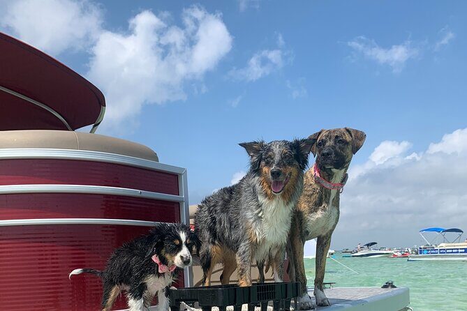 24ft (12 Passenger) Pontoon Boat Rental in Destin/Crab Island - Key Points