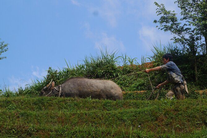 2D1N Buffalo trek by Hmong Sister House and Trekking - Authentic Experiences and What Travelers Say