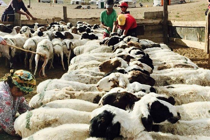 2D,1N Gobi desert and Old city Kharkhorum stay with Nomadic family - FAQs