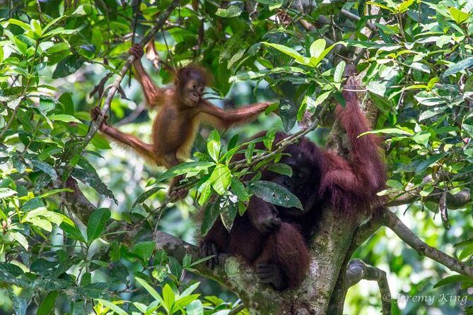2D1N Sandakan Private Tour with Kinabatangan River Cruise - Exploring the 2D1N Sandakan Private Tour with Kinabatangan River Cruise