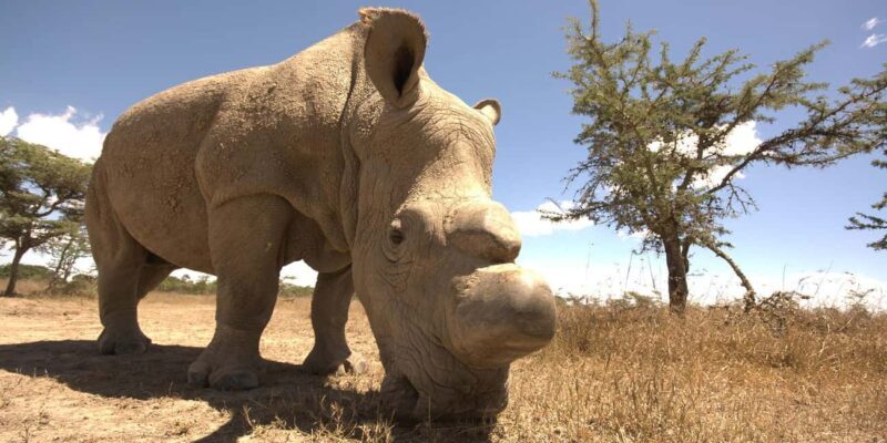 2day luxury safari at Solio Ranch in a 4x4 Land Cruiser Jeep - Who Should Consider This Tour?