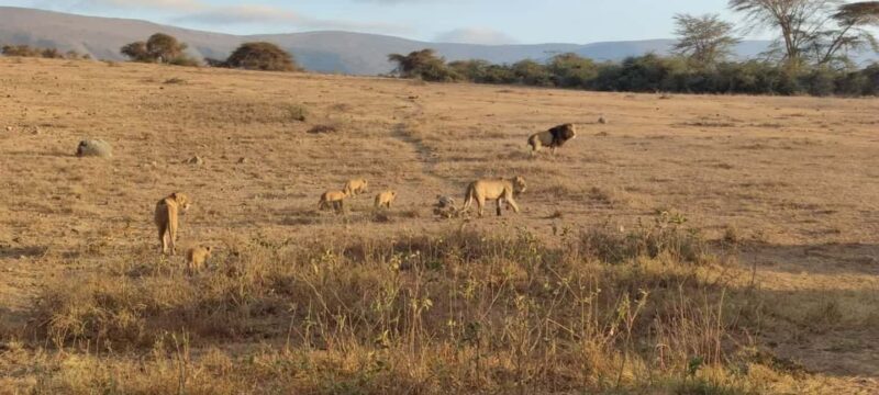 2Day Safari Tarangire and Ngorongoro Crater Join Group - A Practical Breakdown of the Itinerary