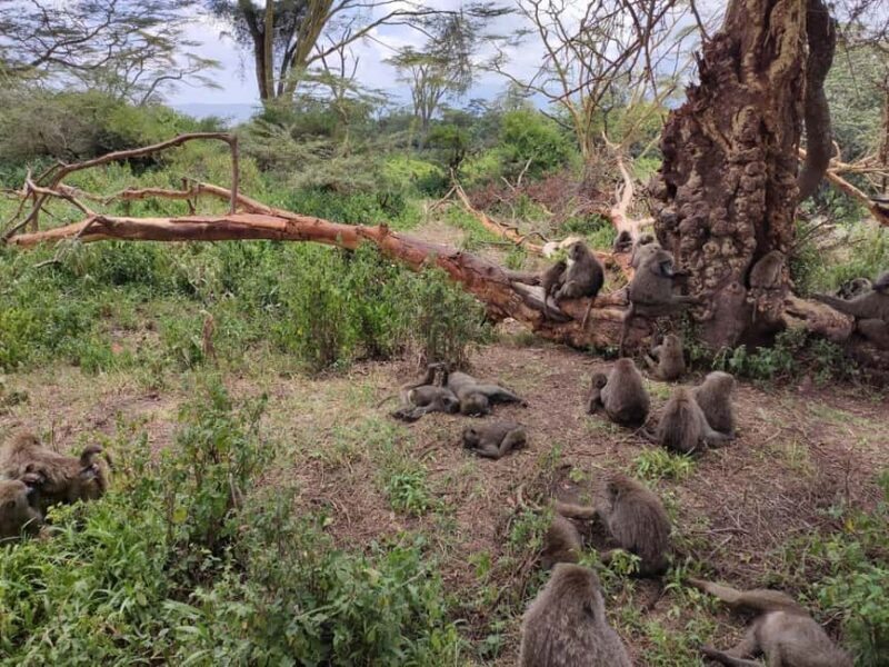 2Day Safari Tarangire and Ngorongoro Crater Join Group - Who Should Consider This Tour?