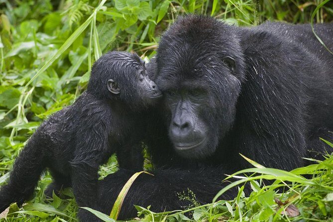 2days Bwindi NP gorilla trekking - Authentic Encounters with Gorillas