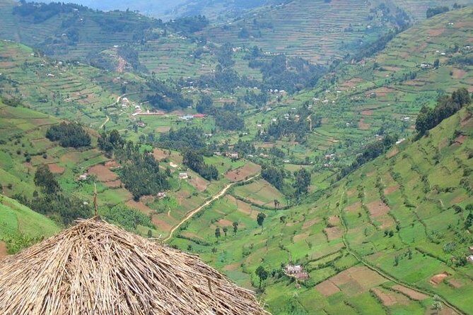 2days Bwindi NP gorilla trekking - Authentic Reviews Highlighting the Experience