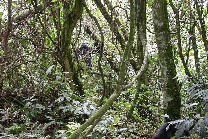 2days Bwindi NP gorilla trekking - The Sum Up: Who Will Love This Tour?