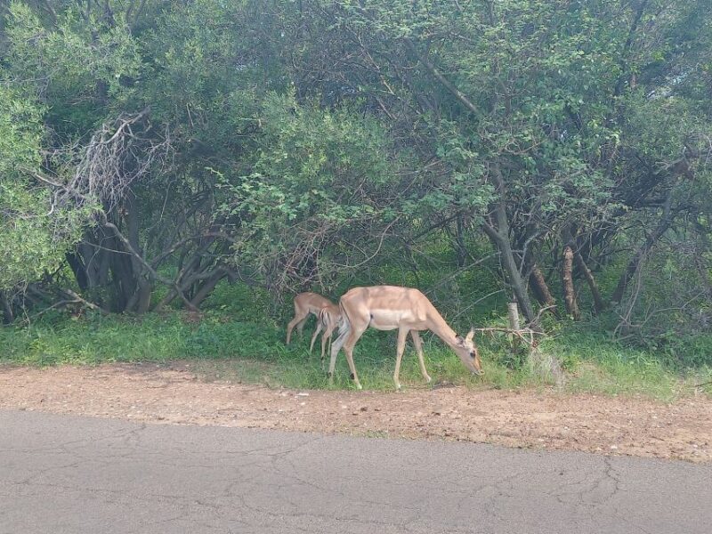 2days kruger National Park - Discover the 2-Day Kruger National Park Experience