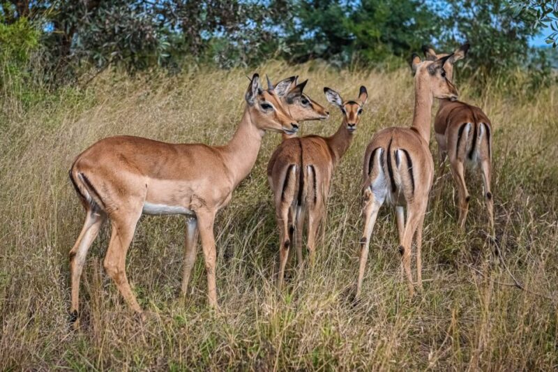 2days kruger National Park - Key Points