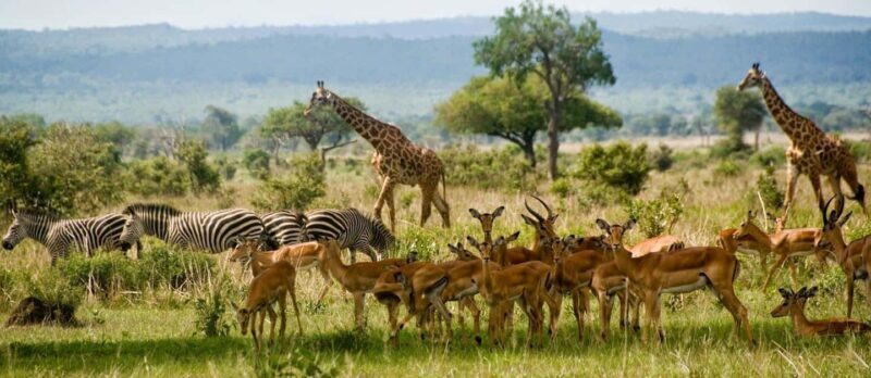 2Days Magical Lake Natron Safari - Key Points