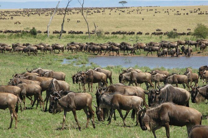 2days Spectacular Tanzania Safari - Analyzing the Itinerary: What to Expect Each Day