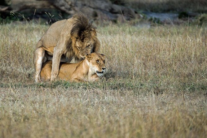 2days Spectacular Tanzania Safari - Final Thoughts: Is It Worth It?