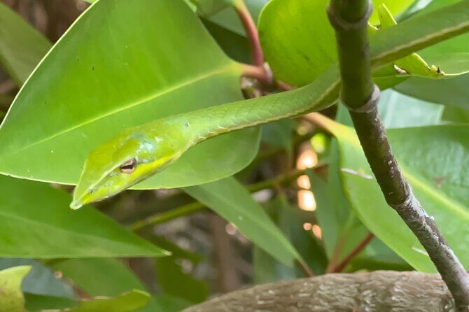 2h Bentota River Safari: Crocodiles, Monkeys, Mangrove & more - The Itinerary: What to Expect