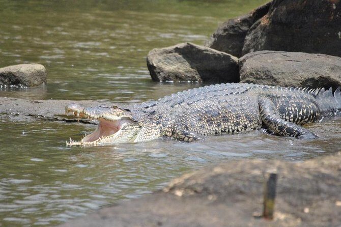 2h Bentota River Safari: Crocodiles, Monkeys, Mangrove & more - FAQ