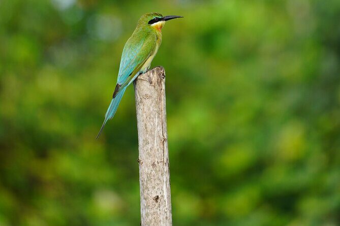 2h Bentota River Safari from Hotels in Ahungalla/Bentota/Induruwa - How the Tour Fits Into Your Sri Lankan Adventure