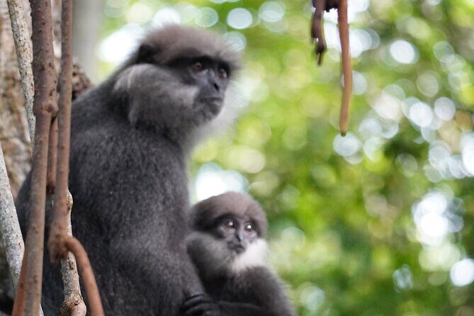 2h Bentota River Safari from Hotels in Ahungalla/Bentota/Induruwa - Who Will Love This Experience?