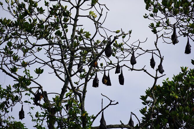 2h Bentota River Safari from Hotels in Ahungalla/Bentota/Induruwa - Final Thoughts