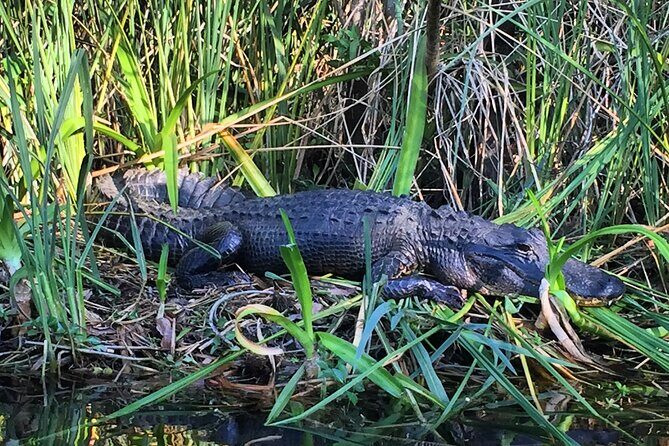 2Hour Everglades Kayak Safari Adventure Through Mangrove Tunnels - FAQ