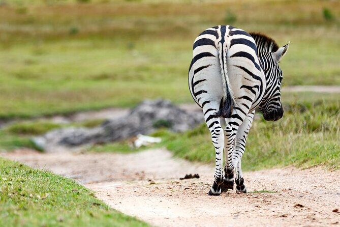2hr Guided Game Drive at 10h00; Kragga Kamma Game Park Ticket - Introduction
