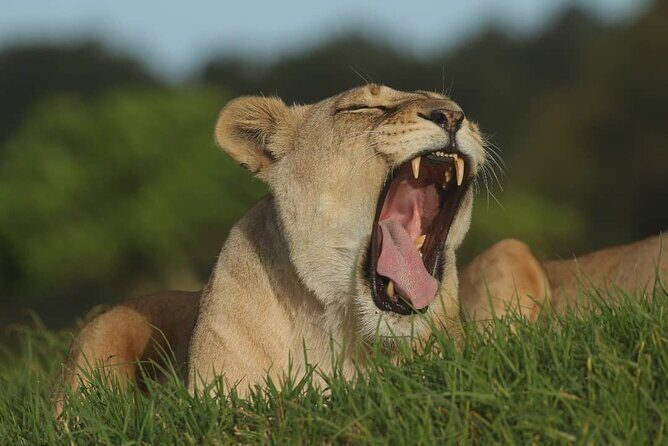 2hr Guided Game Drive at 10h00; Kragga Kamma Game Park Ticket - What Travelers Say