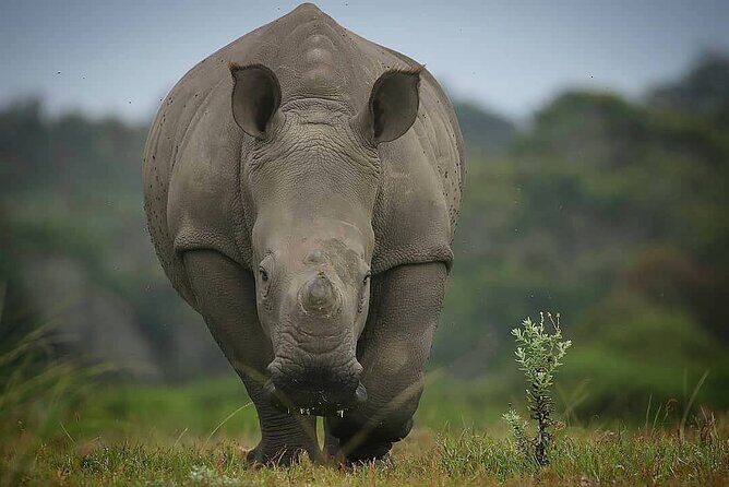 2hr Guided Game Drive at 10h00; Kragga Kamma Game Park Ticket - Pricing & Value