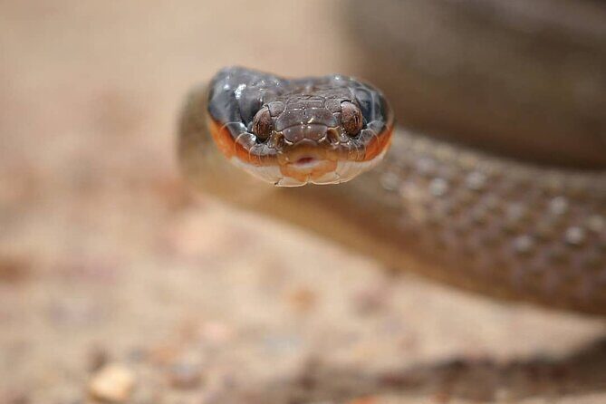 2hr Guided Game Drive at 10h00; Kragga Kamma Game Park Ticket - FAQ